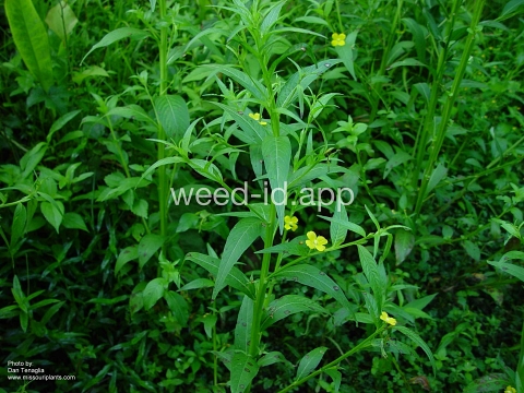 waterprimrose, winged